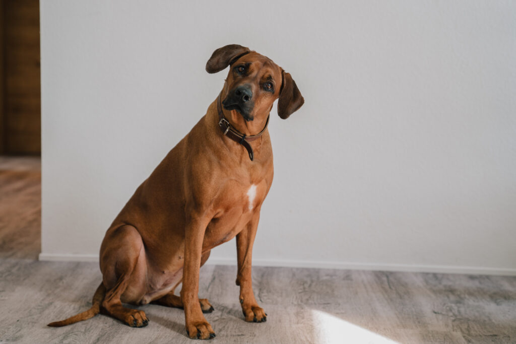 Ein brauner Hund sitzt auf dem Boden vor einer weißen Wand.